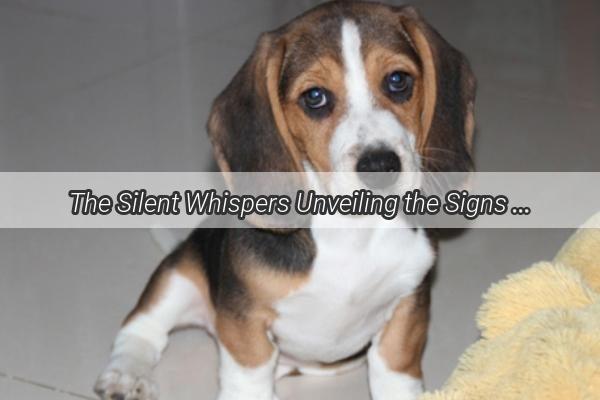 The Silent Whispers Unveiling the Signs of a Departed Pets Passing